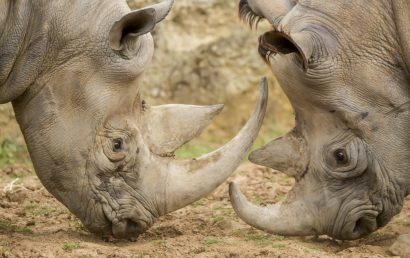Découvrez le Bioparc de Doué-La-Fontaine !